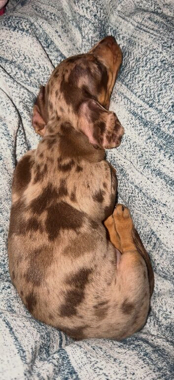KC reg dapple miniature dachshund