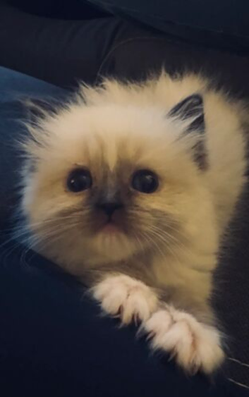 Ragdoll kittens ️