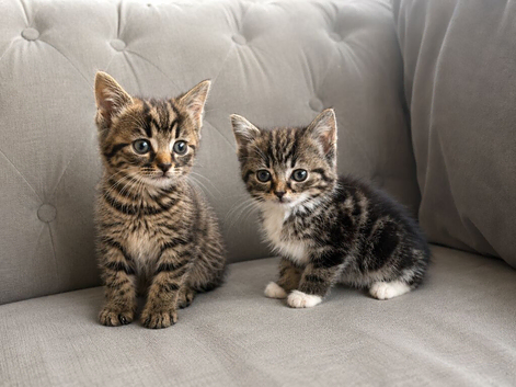 Part Maine Coon kittens