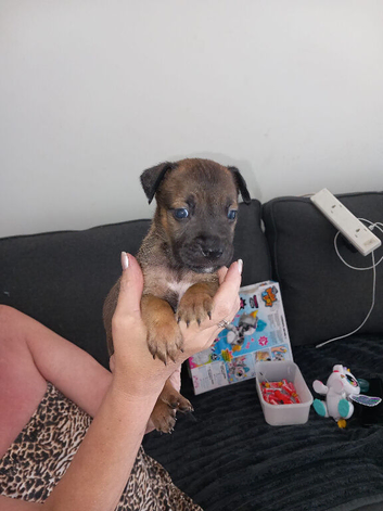 Belgian Malinois standard bully