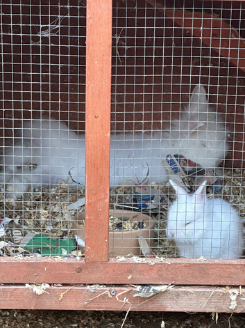 Baby bunny lion head rabbit for sale