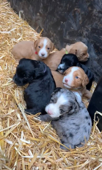 Beautiful cockapoo puppies