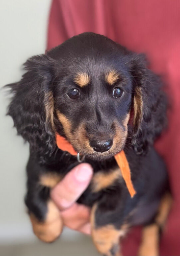 Beautiful traditionally bred puppies