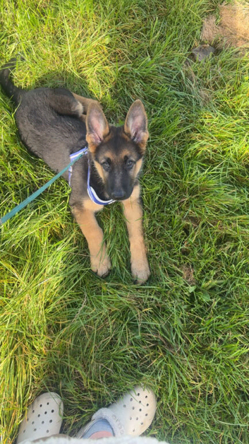 14 Week Female German Shepherd for sale