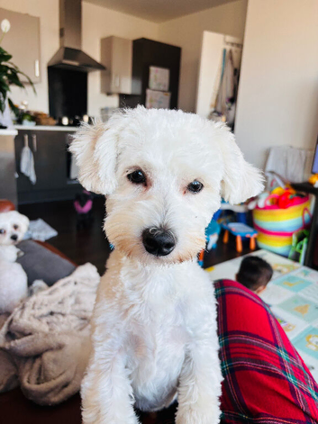 Male dog needs a new home
