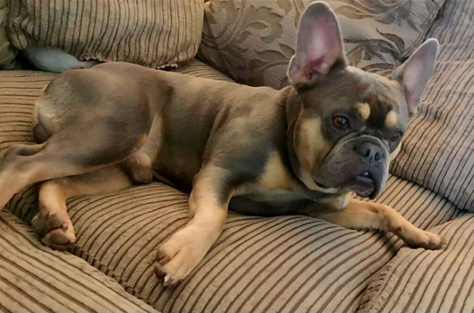 6 year old french bulldog simba looking for a loving home