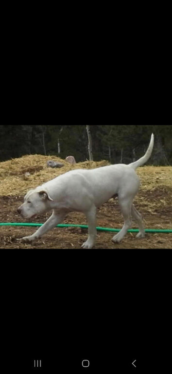 BULLY KUTTA CROSS.. (P.K GULLDONG)