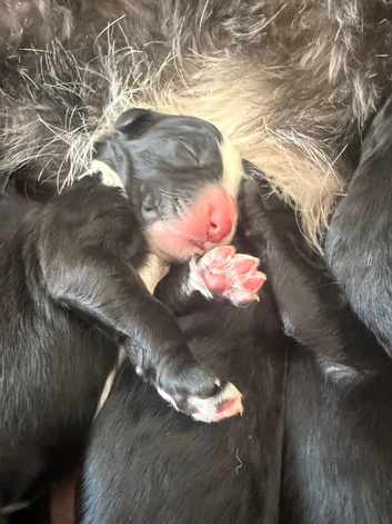 Beautiful sheepadoodle puppies