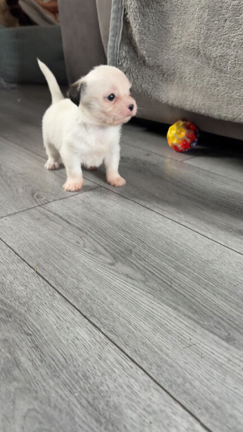 Shihtzu x chihuahua