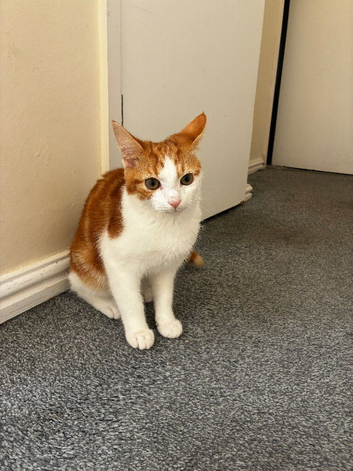 ginger domestic cat