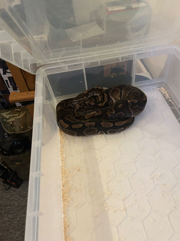 Royal Ball Python, Black Pastel Ghi
