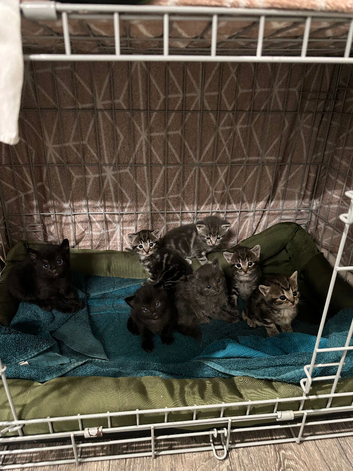 British short hair cross kittens
