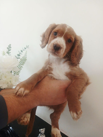 Cocker spaniel puppies