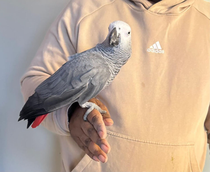 2 year old African grey for sale or px