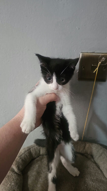 Black and whitten boy kitten