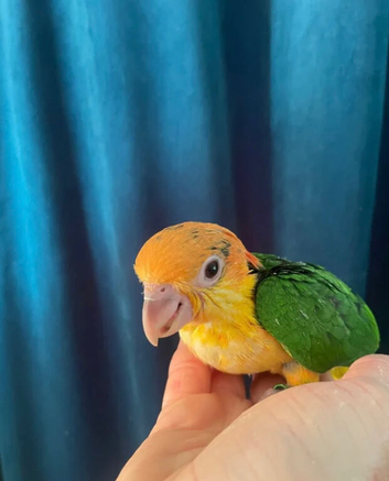 Baby black headed and yellow thighed caiques