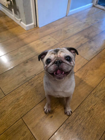 KC registered 8 year old fawn and titanium male pug