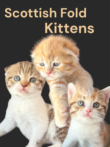 3 X Scottish Fold Kittens,2 Fold Boys & 1 Straight Girl