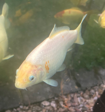 2x Koi