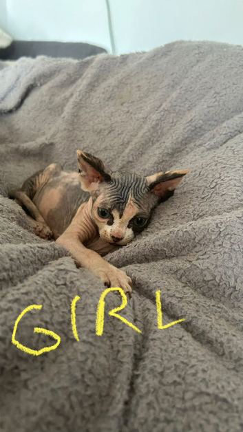 Sphinx kittens looking for a new home