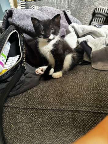 Tuxedo kittens