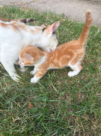 Full ginger female and ginger & white female kitten