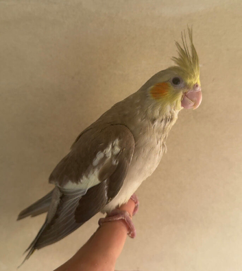 2 male cinnamon cockatiel&rsquo;s