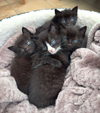 Ragdoll mixed blue eyes kitten