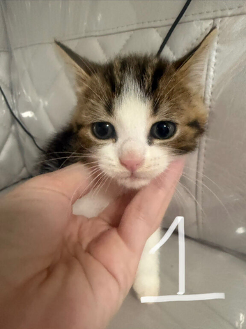 4 very cute and friendly kitties needed a forever home