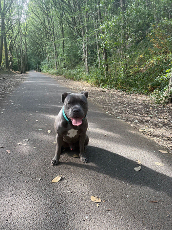 Oakley  Staffy x Cane Corso (10 Months Old