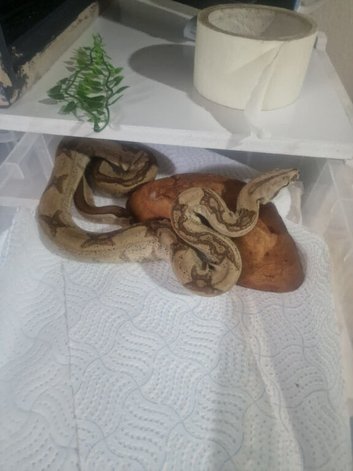 Boas and ball pythons