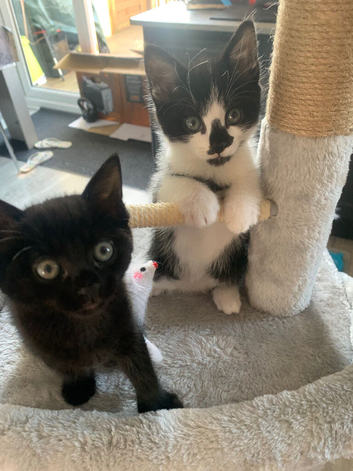 Cute Sister cats 17 months old must go together