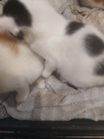 2 fluffy male kitten for sale in liskeard cornwall