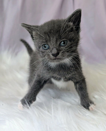 Pretty kittens > British Blue x Calico half Bengal from &pound;100..