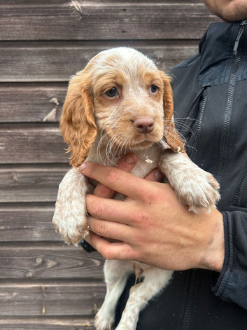 Cocker pups for sale