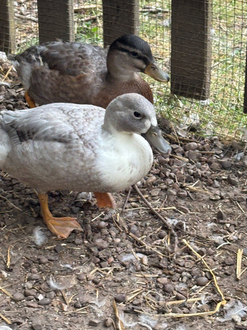 Drake Call Ducks, 8 weeks old