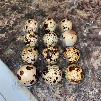 Jumbo quail fertile eggs