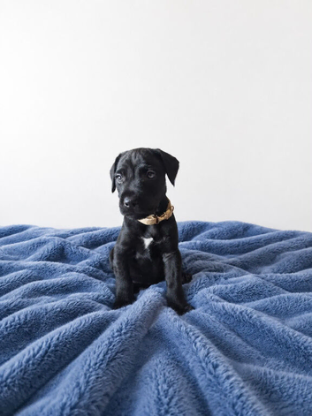 Beautiful Patterdale puppies for sale!
