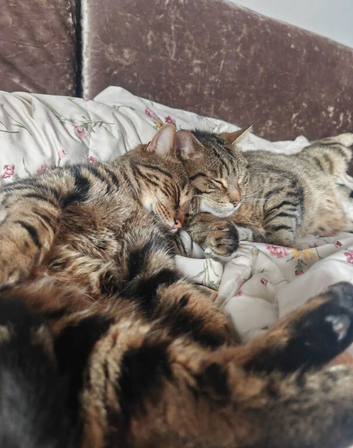 Rehoming 3 cats / Have to go together / 1 female and 2 male