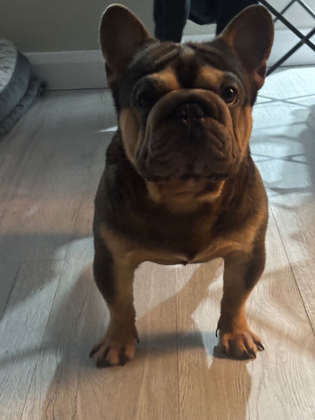 Male French Bulldog For Rehome
