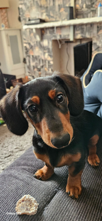 Dog for sale