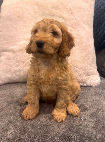 Quality Ruby F1 Cockapoo Puppies