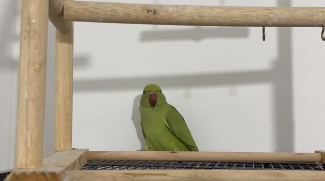 Young Talking Green Ringneck Available - 5 to 6 Months Old