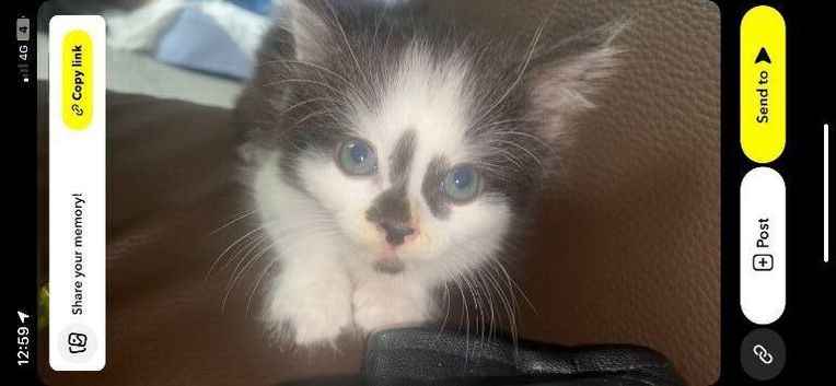 Kitten