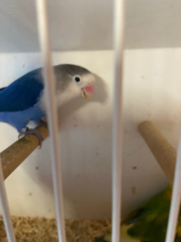Fisher Love birds