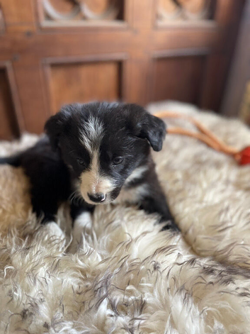 All puppy&rsquo;s have found new families