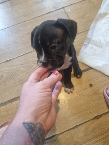 Frenchyxbully