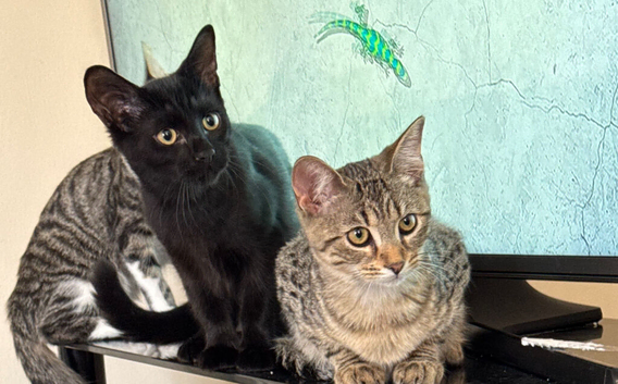 Reduced price cross bengals