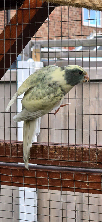 3 x Female Kakarikis for sale