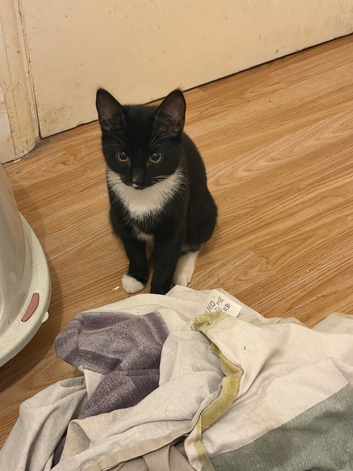 7 month old kitten